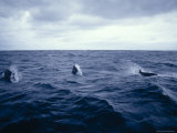 False Killer Whales Leaping and Breaching on a Stormy Ocean Surface, Australia