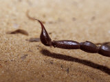 Detailed View of the Powerful Sting Possessed by Scorpions, Australia