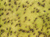 Herd of Several Hundred Cape Buffalo on the Zambezi Delta Grassland, Mozambique