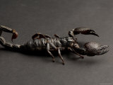 Emperor Scorpion at the Sunset Zoo, Kansas