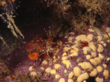 Buy Coonstripe Shrimp Hiding in the Reef, Pandalus Danae, California at AllPosters.com
