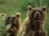 Grizzly Cubs, Alaska