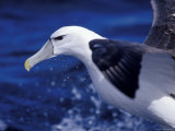 Head, Eye and Beak Detail of a Vulnerable Shy Albatross in Flight, Australia