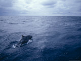 False Killer Whale Leaps over the Stormy Ocean Surface, Australia