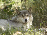 Buy Gray Wolf in Montana at AllPosters.com