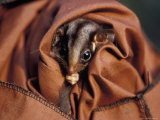 Cute Endangered Leadbeaters Possum Held Captive in a Restraint Bag, Australia