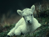 Dall Sheep Lamb Resting, Alaska