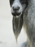 Domestic Goats from the Omaha Zoo, Nebraska