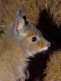 Critically Endangered Rufous Hare-Wallaby, Mala, Alice Spring Desert Park, Australia