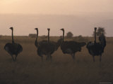 Herd of Ostrich Gather on the Grasslands at Sunset for Protection