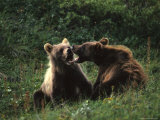 Grizzly Cubs Play Fighting, Alaska
