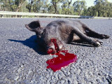 Dead Feral Pig on the Roadside, The Victim of Roadkill, Australia