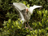 Juvenile White Ibis Being Fed in a Mangrove Tree, Tampa Bay, Florida