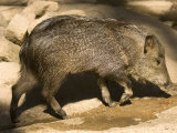 Javelina from the Omaha Zoo, Nebraska