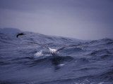 Gibsons Wandering Albatross Take-Off Flight Across Ocean Surface, Australia