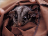 Endangered Leadbeaters Possum Peers from a Research Restraint Bag, Australia