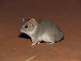 Endangered Mulgara, Ampurta, Hunting and Foraging on a Sand Dune, Australia