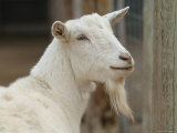 Goat at the Riverside Zoo