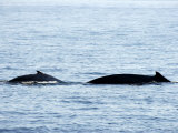 Humpback Whale Female Traveling with Calf, Massachusetts