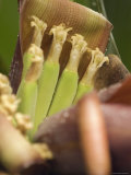 Detail of Banana Clusters, California
