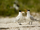 Courting Caspian Tern Caspian Tern Offers Up a Fish