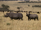 Endangered Black Rhinoceros with a Large Calf Cross the Savannah
