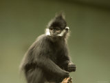 Francois' Langur from the Omaha Zoo, Nebraska