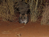 Endangered Mulgara, Ampurta, Hunting in Spinifex Sand Country, Alice Spring Desert Park, Australia