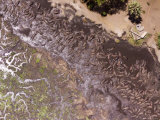 Hippos Struggle in Drying Mud, The Katuma River, Katavi National Park, Tanzania