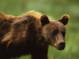 Grizzly Cub, Alaska