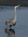 Great Blue Heron Wades in a Salt Marsh