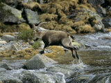 Ibex Jumping over a Creek