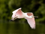 Juvenile Roseate Spoonbill in Flight, Tampa Bay, Florida