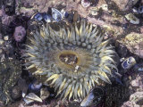 Giant Green Anemone in a Tidepool, California