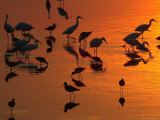 Great Egrets, Yellow Legs, and Snowy Egrets Feed in the Sunset