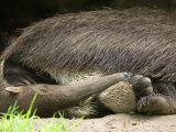 Buy Giant Anteater at the Sunset Zoo at AllPosters.com