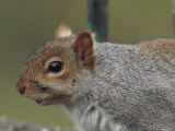 Gray Squirrel Portrait