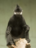 Francois' Langur at the Omaha Zoo, Nebraska