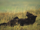 Grizzly Bear Laying on Back Sleeping, Alaska