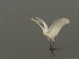 Great Egret Takes Flight