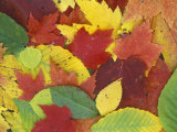 Fall Color Leaves in Door County, Wisconsin
