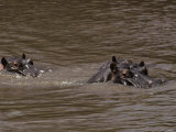 Hippopotamus Swimmng in a Brown River, Eyes, Ears Nostrels above Water
