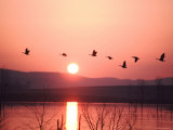 Buy Flock of Canada Geese Flying over a Lake at Sunset, Pennsylvania at AllPosters.com