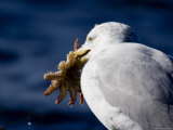 Herring Gull Holding a Sea Star It Has Captured, Massachusetts