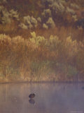 Eurasion Coot Greets the Dawn in a Still, Misty Wetland Fog, Coorong National Park, Australia