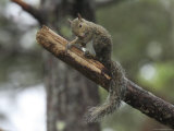 Gray Squirrel Cleans Itself
