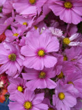 Cosmos Plant in Bloom at Market, Marin, California