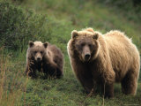 Grizzly Sow and Cub, Alaska