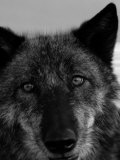 Grey Wolf Face Portrait in Black and White