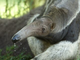 Buy Giant Anteaters at the Sunset Zoo at AllPosters.com